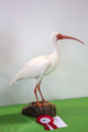ibis bianco